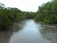 mangrove2