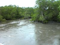 mangrove3