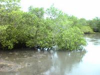 mangrove4